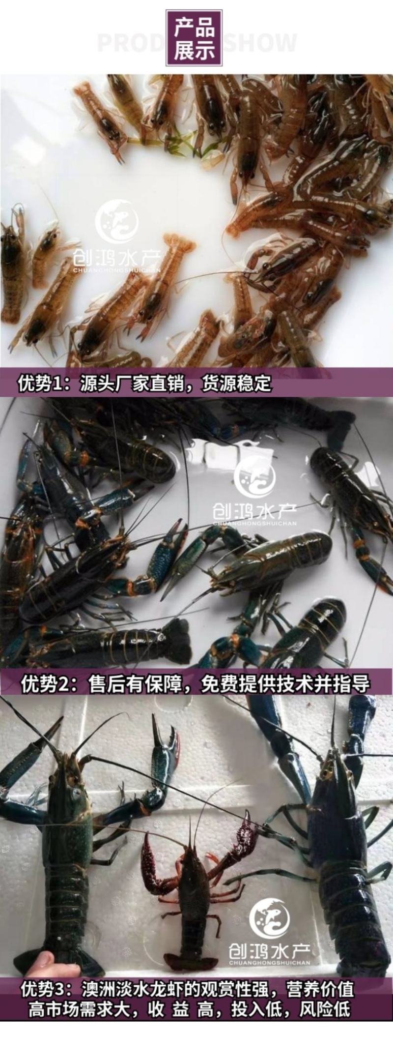 【2023新苗】澳洲淡水小龙虾苗蓝色澳虾观赏鱼