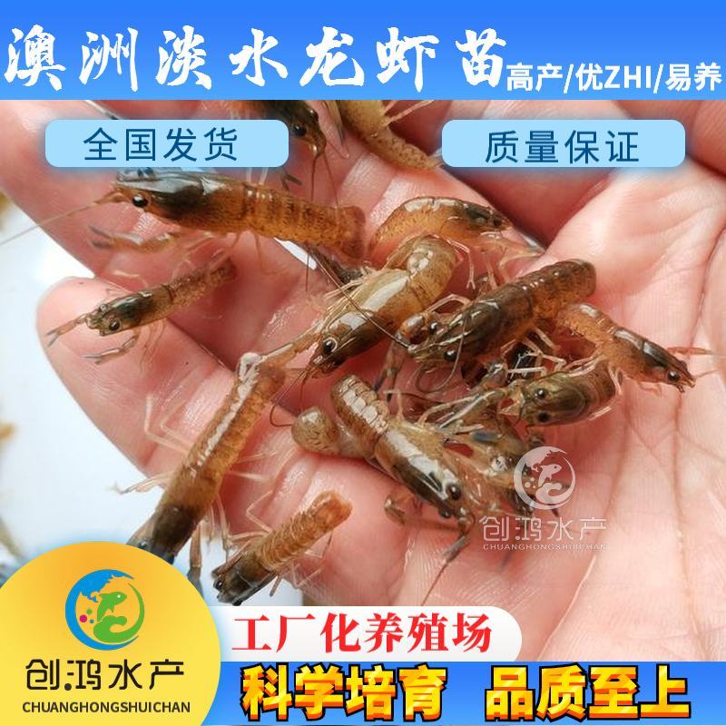 【2023新苗】澳洲淡水小龙虾苗淡水龙虾红鳌鳌虾苗