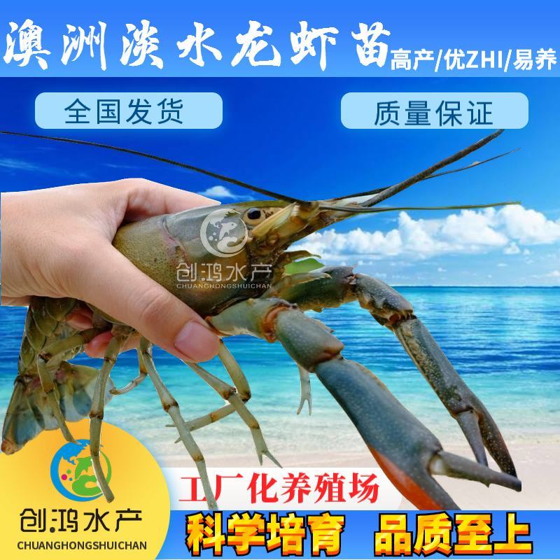【2023新苗】澳洲淡水小龙虾苗淡水龙虾红鳌鳌虾苗