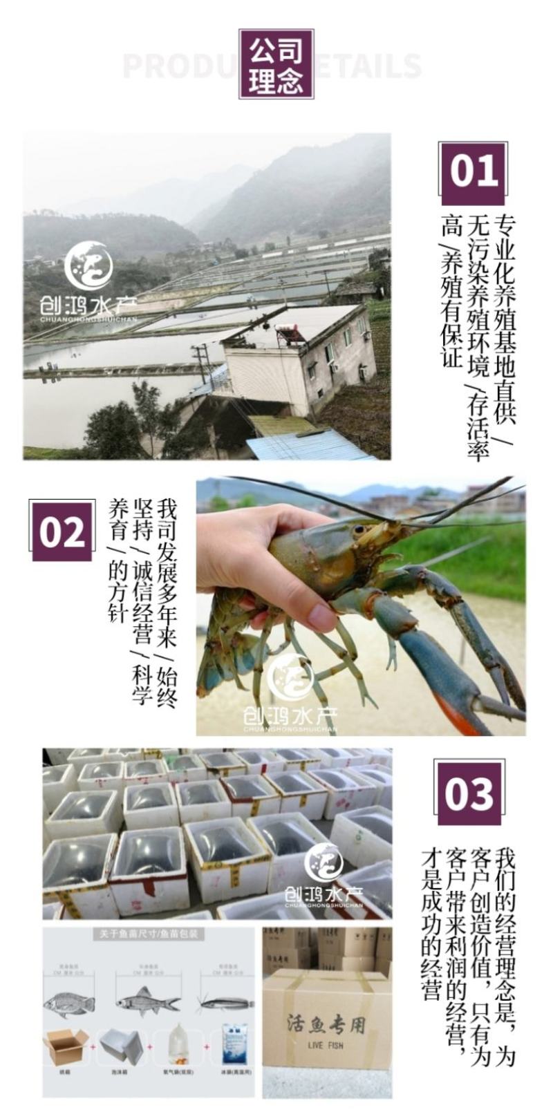 【2023新苗】澳洲淡水小龙虾苗淡水龙虾红鳌鳌虾苗