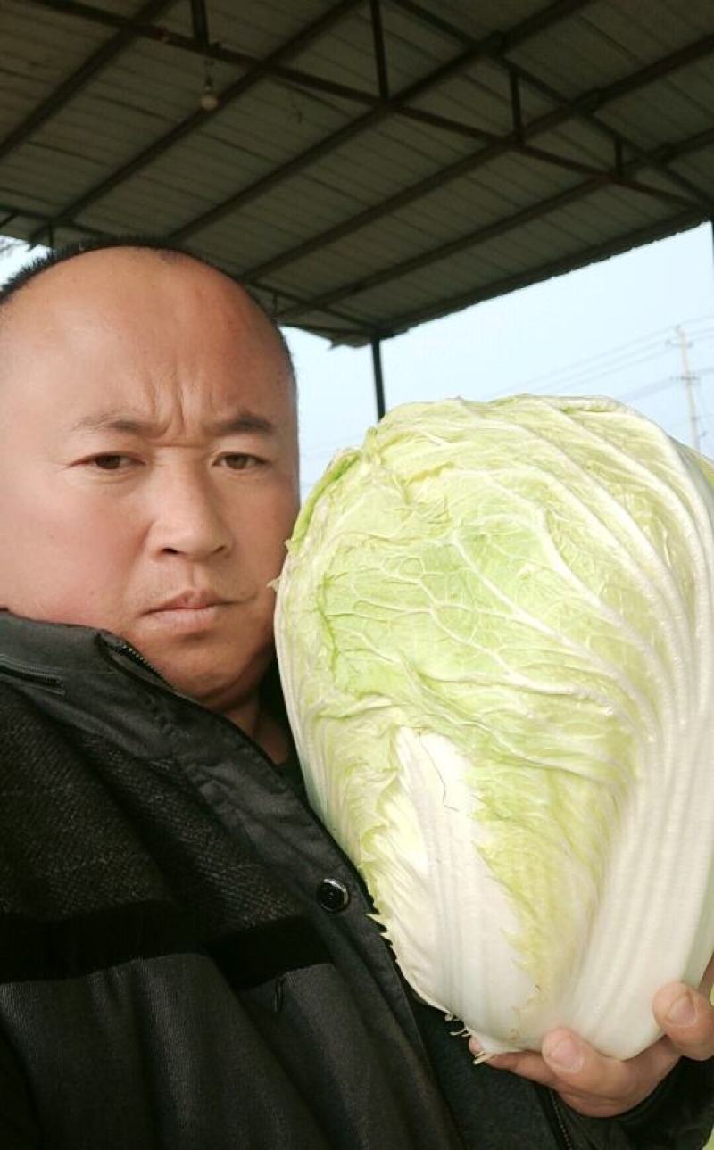 精品黄心大白菜山东聊城大白菜大量供应中需要的客户联系我