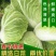 精品黄心大白菜山东聊城大白菜大量供应中需要的客户联系我