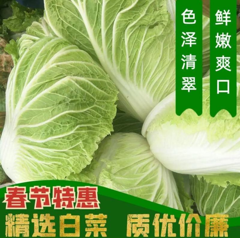 精品黄心大白菜山东聊城大白菜大量供应中需要的客户联系我