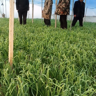 二茬韭菜大量上市中速度联系