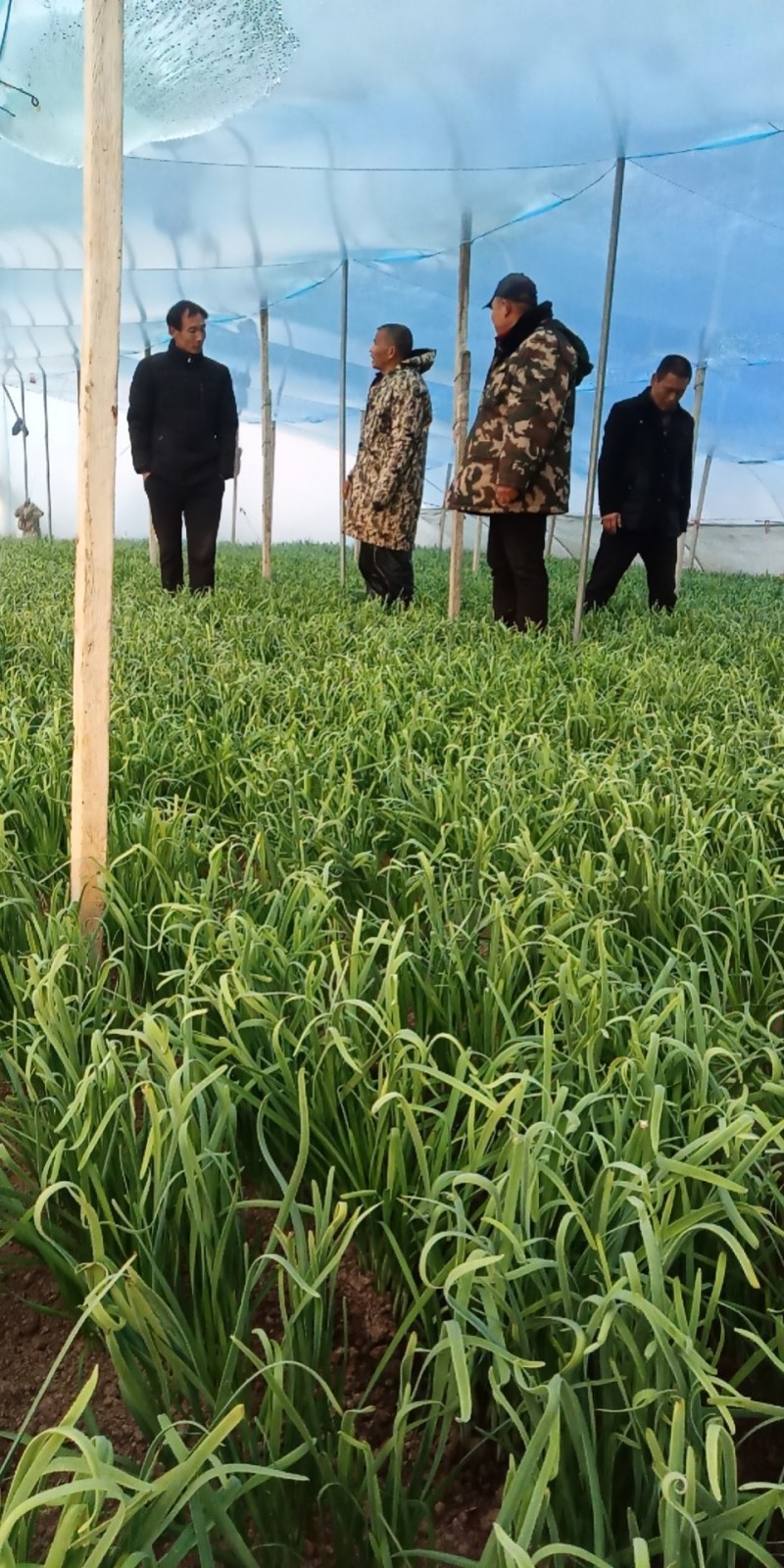 二茬韭菜大量上市中速度联系