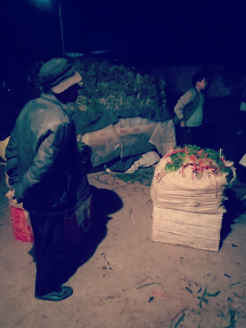 二茬韭菜大量上市中速度联系