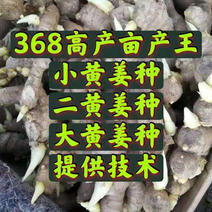 368高产姜种山东生姜种亩产万斤高产姜种