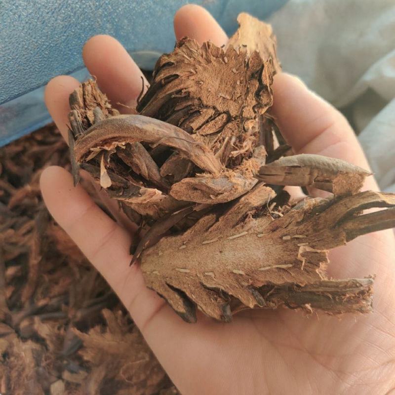 贯众贯节惯众中药材贯渠百头虎卷黑狗脊贯仲