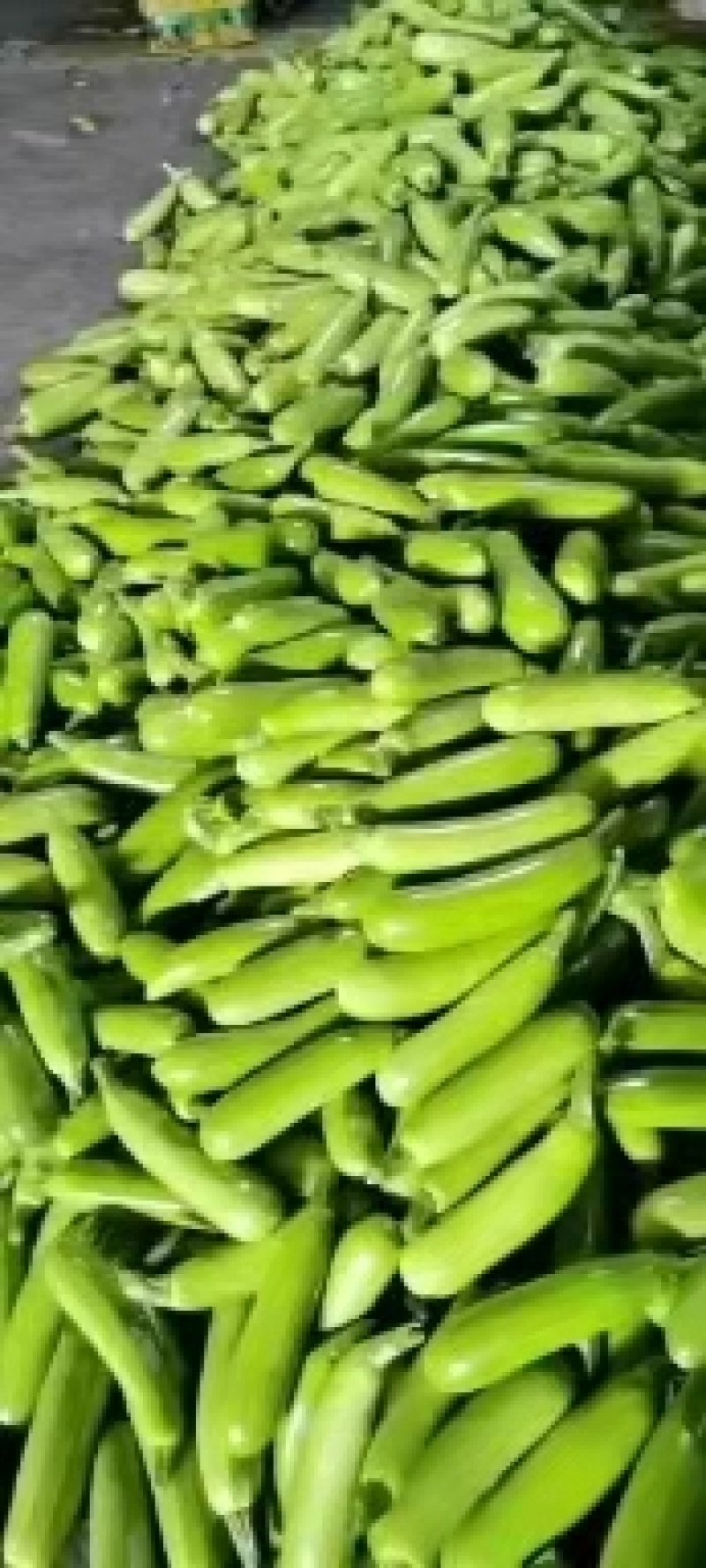 山东淄博临淄东石来宾菜场西葫芦大量上市产地直销价格优惠