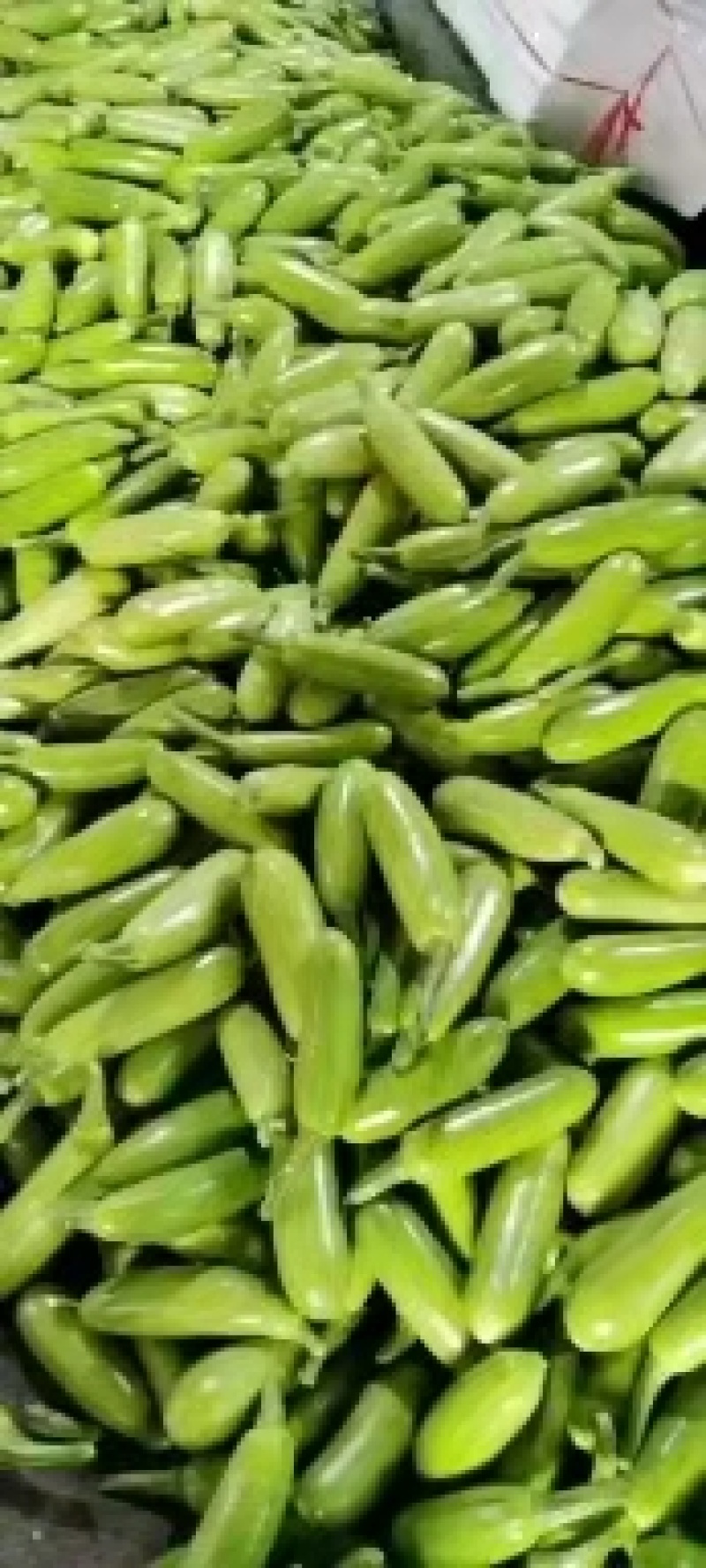 山东淄博临淄东石来宾菜场西葫芦大量上市产地直销价格优惠