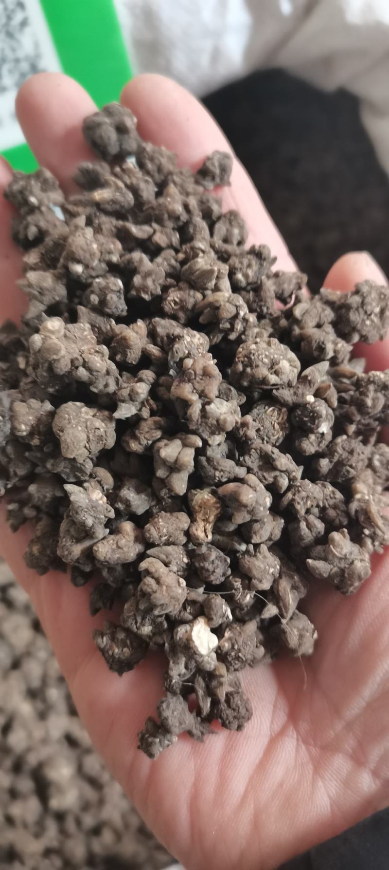 猫爪草无硫优质猫爪草水洗货干净带抓药方