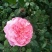 蔷薇花藤本欧月品种齐全