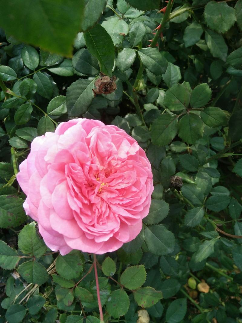蔷薇花藤本欧月品种齐全