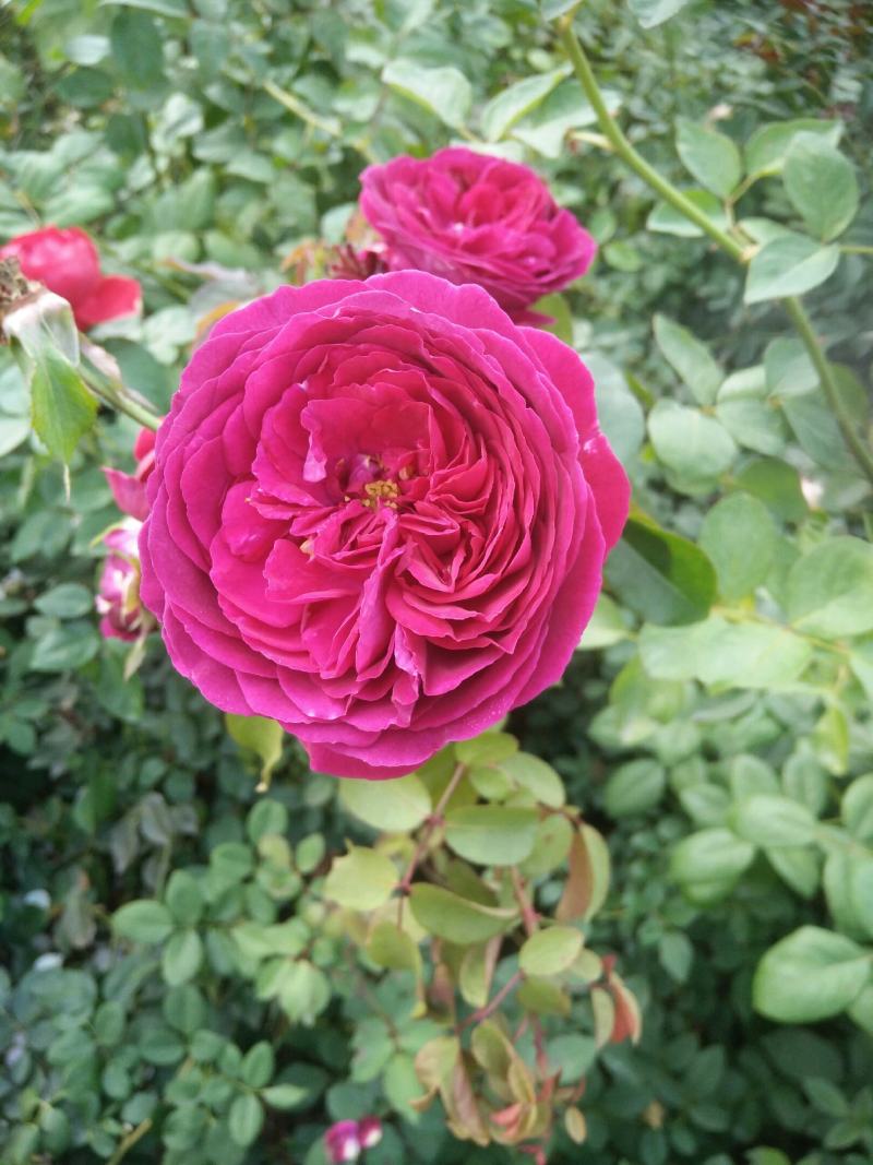蔷薇花藤本欧月品种齐全