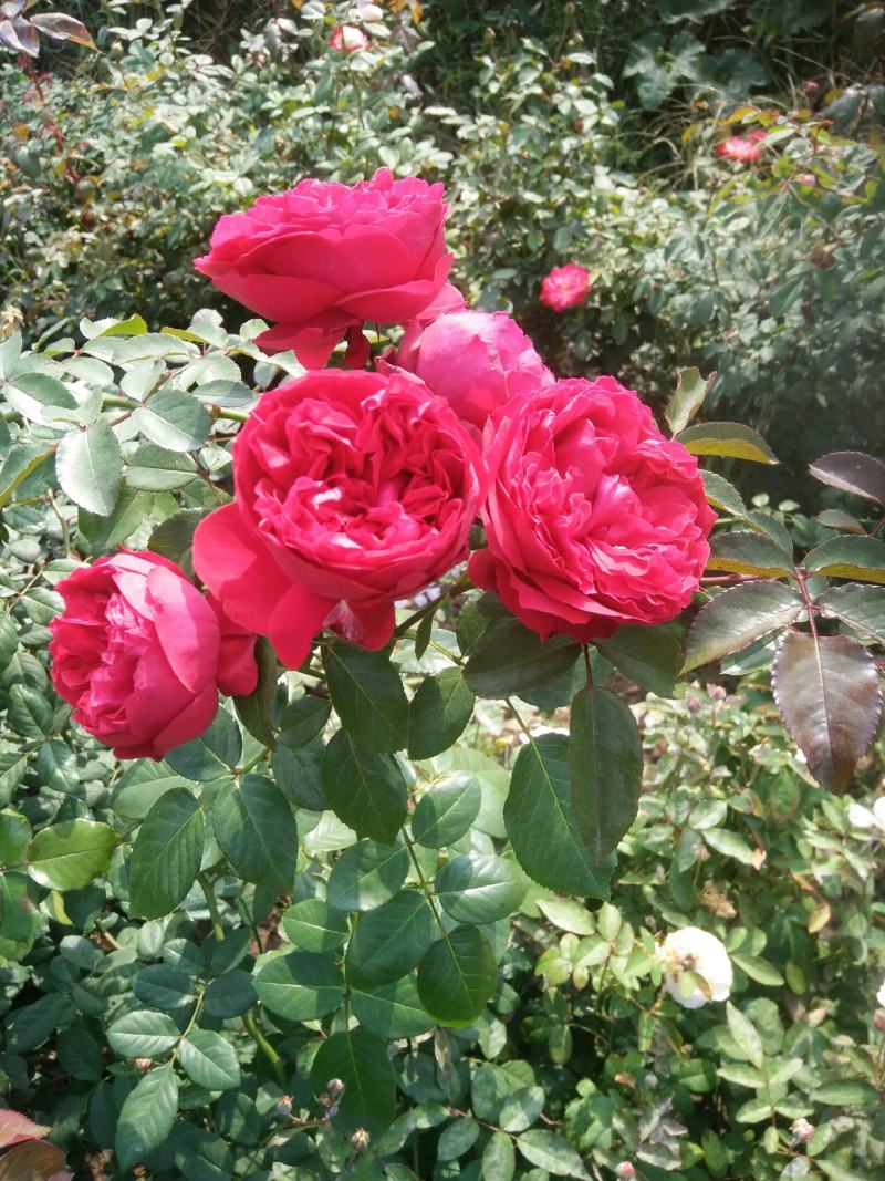 蔷薇花藤本欧月品种齐全
