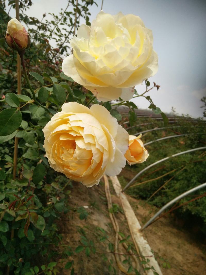 蔷薇花藤本欧月品种齐全