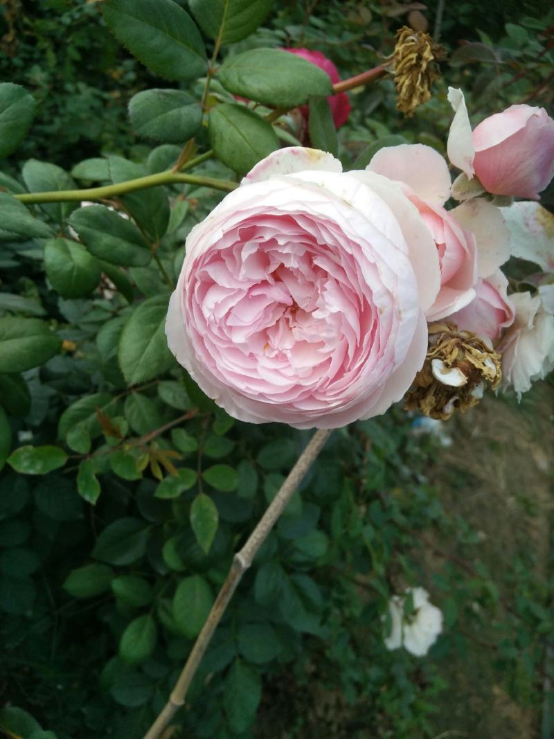 蔷薇花藤本欧月品种齐全