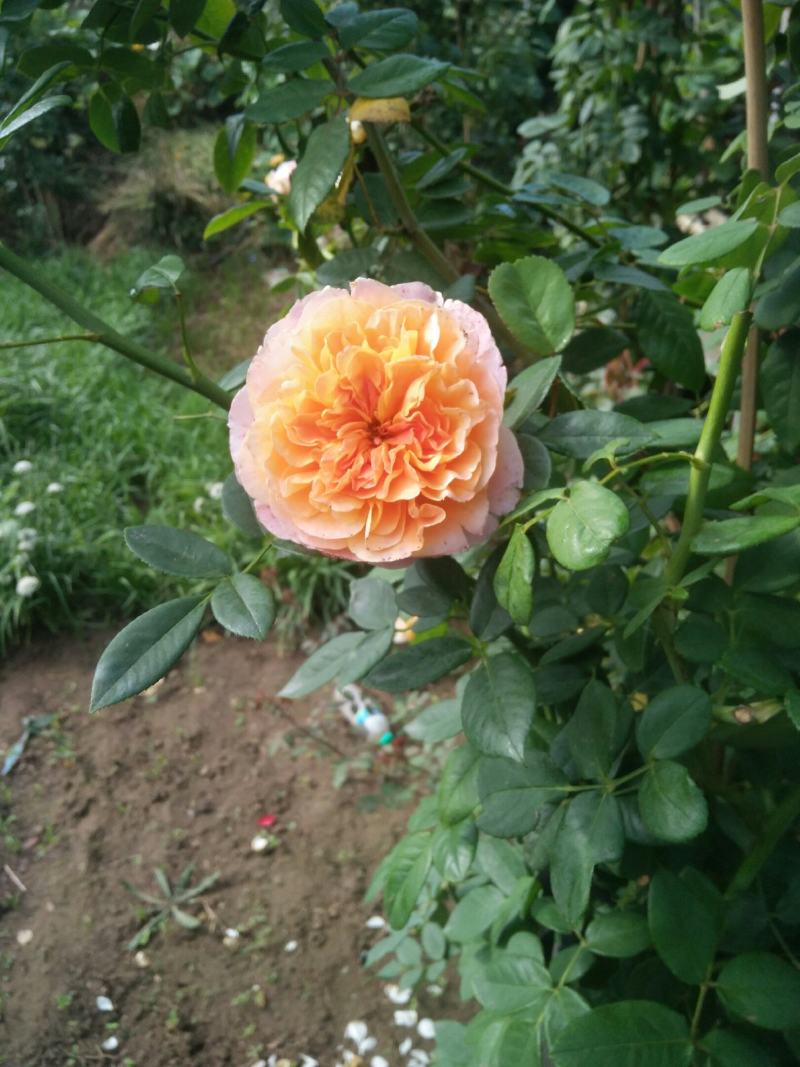 蔷薇花藤本欧月品种齐全