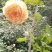 蔷薇花藤本欧月品种齐全