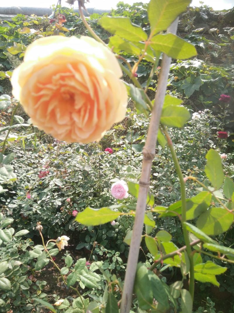 蔷薇花藤本欧月品种齐全