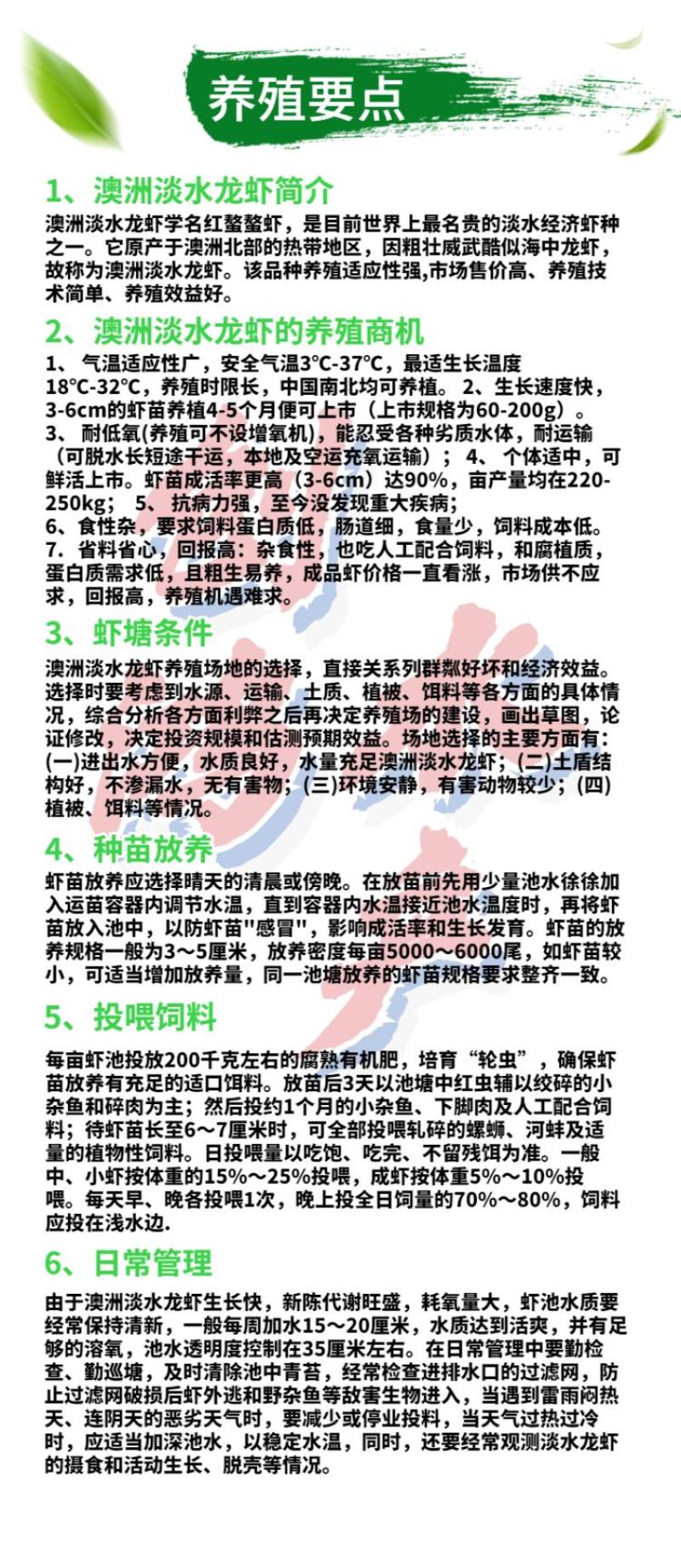 【2023新苗】澳洲淡水小龙虾苗澳洲淡水龙虾苗淡水养殖