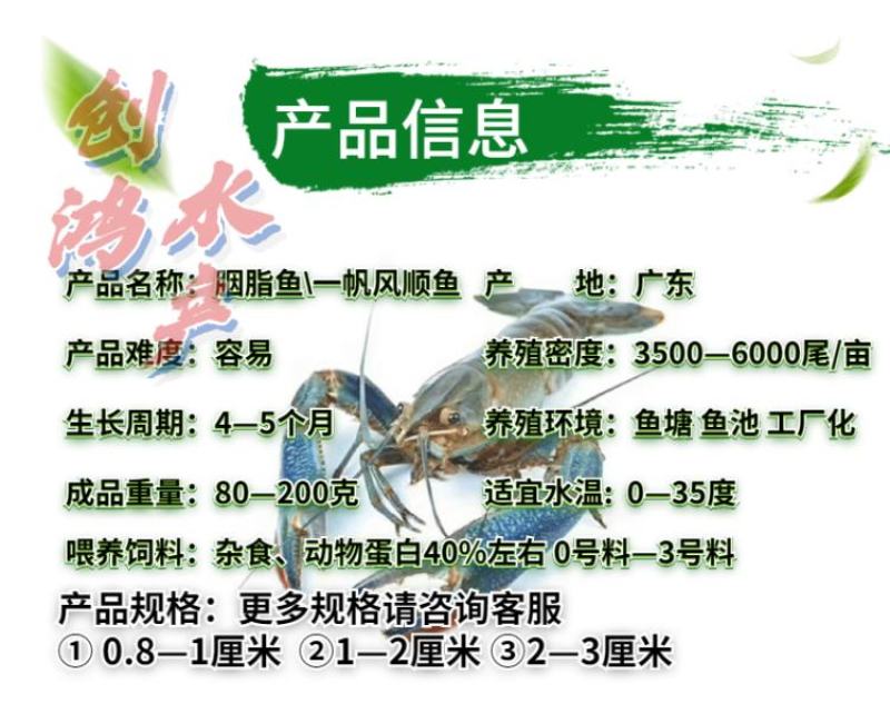 【2023新苗】澳洲淡水小龙虾苗蓝色澳虾观赏鱼