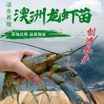 【2023新苗】澳洲淡水小龙虾苗淡水龙虾红鳌鳌虾苗