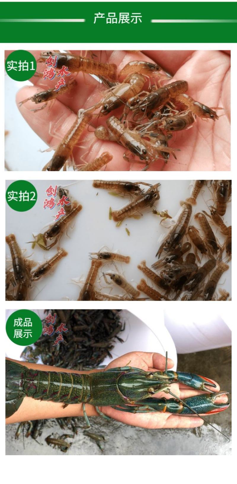 【2023新苗】澳洲淡水小龙虾苗淡水龙虾红鳌鳌虾苗