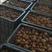 魔芋种子黑杆白心花魔种子提供技术签合同上门回收