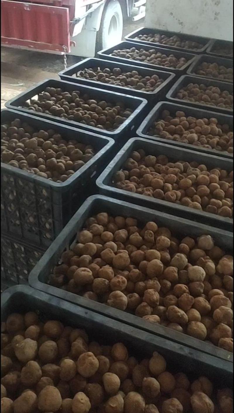 魔芋种子黑杆白心花魔种子提供技术签合同上门回收