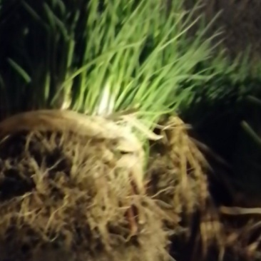 蔬菜种植农场大量出售火葱