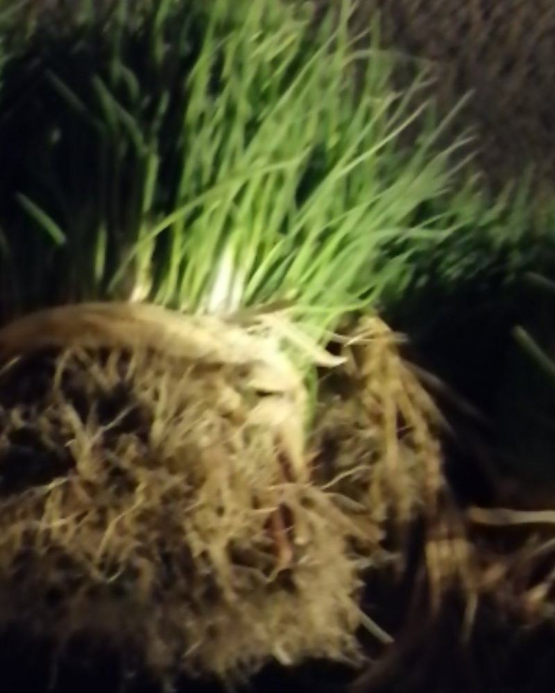 蔬菜种植农场大量出售火葱