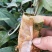 土茯苓苗(中药材土茯苓，去湿良药)煲汤皆品