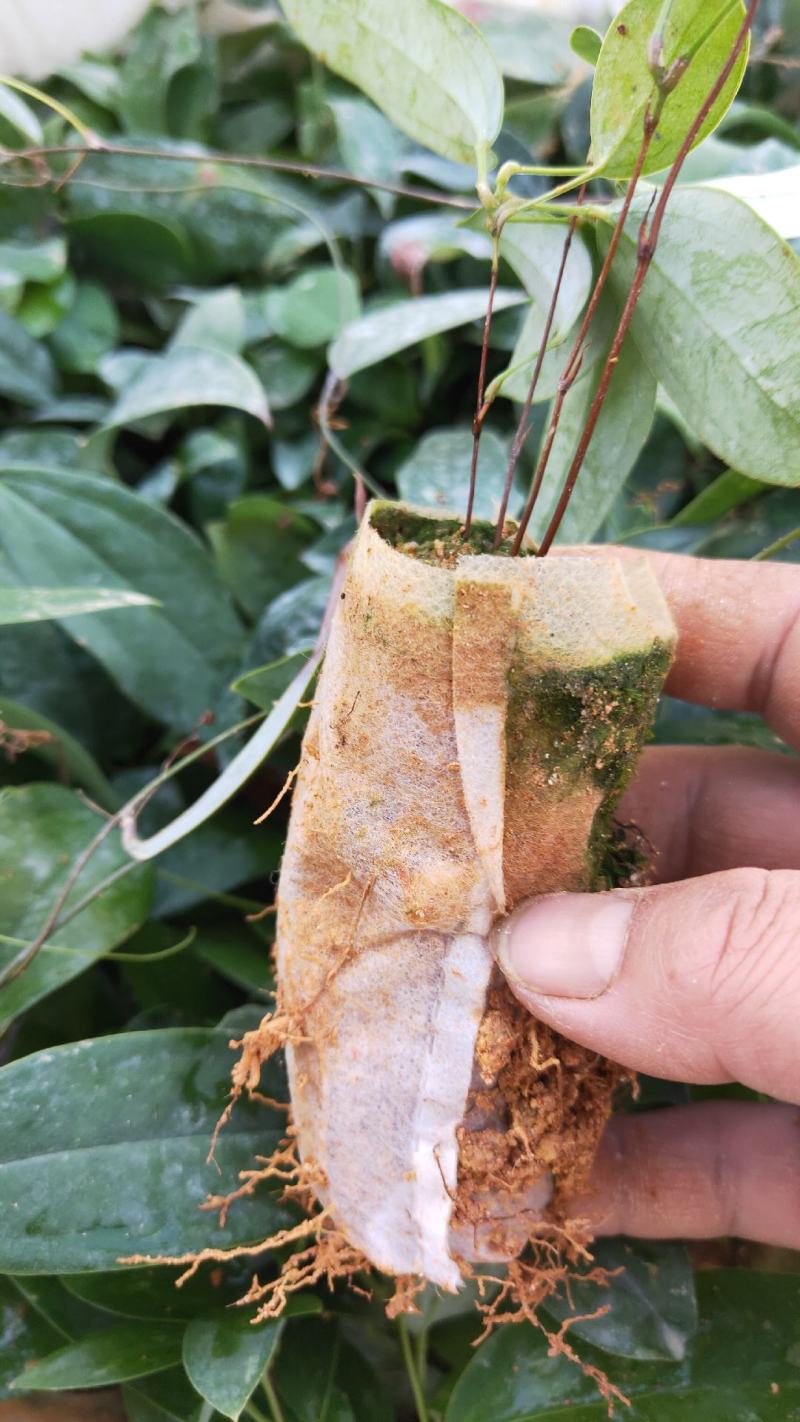 土茯苓苗(中药材土茯苓，去湿良药)煲汤皆品