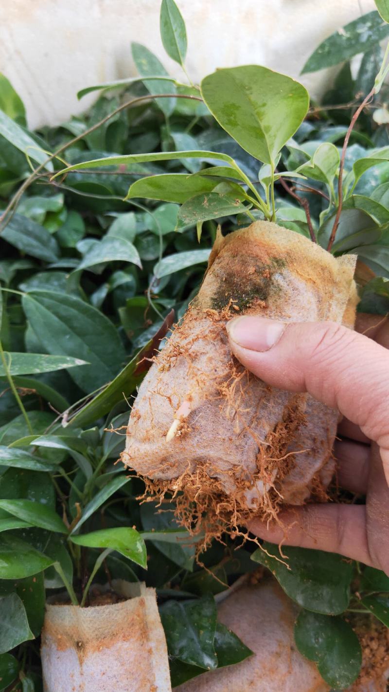 土茯苓苗(中药材土茯苓，去湿良药)煲汤皆品