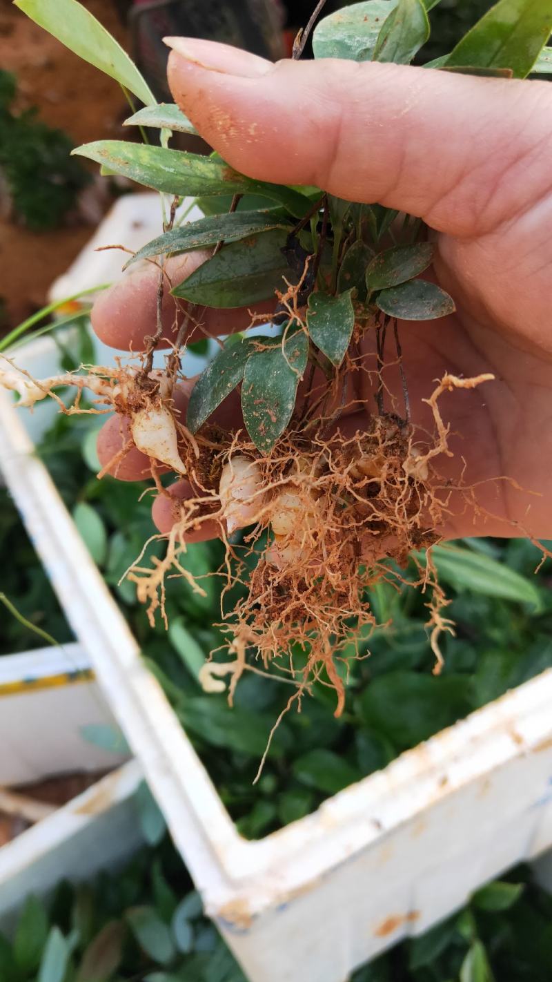 土茯苓苗(中药材土茯苓，去湿良药)煲汤皆品