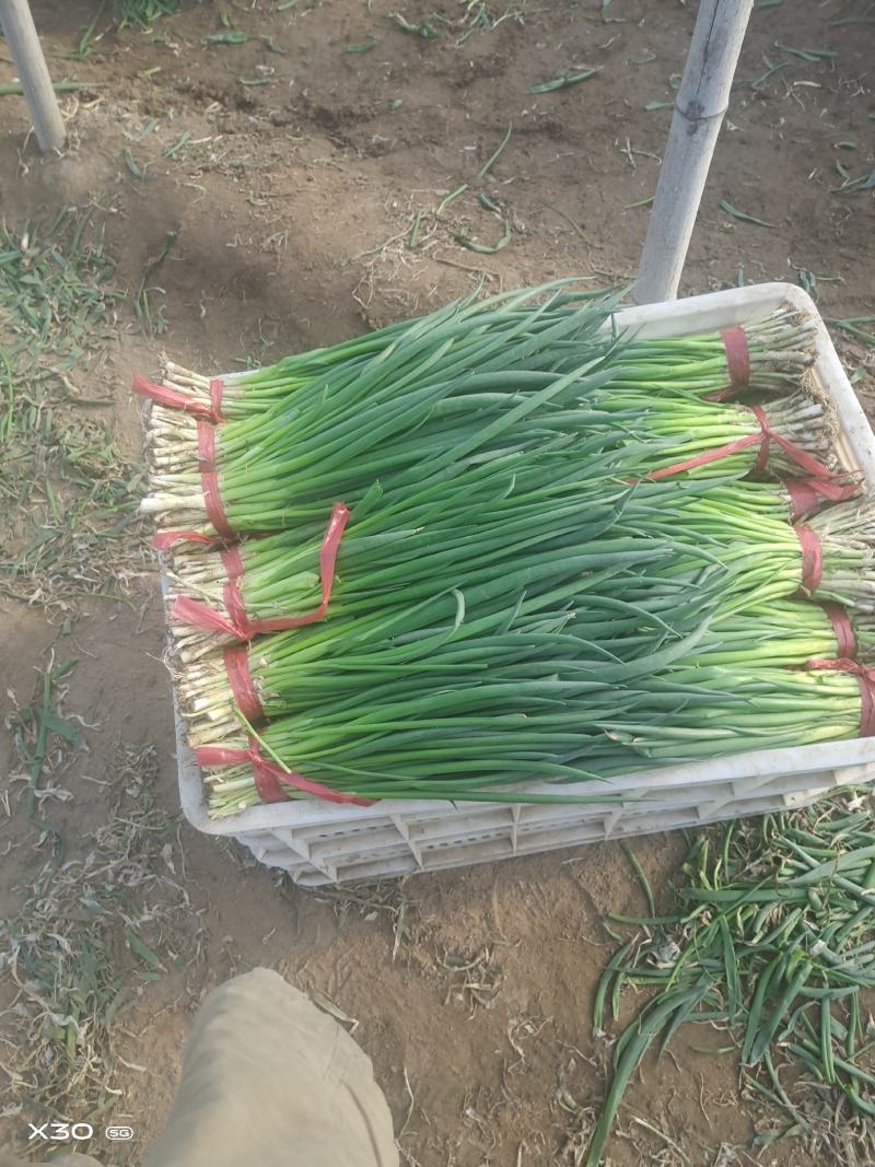 精品小葱，高度35厘米左右，万亩小葱基地直供