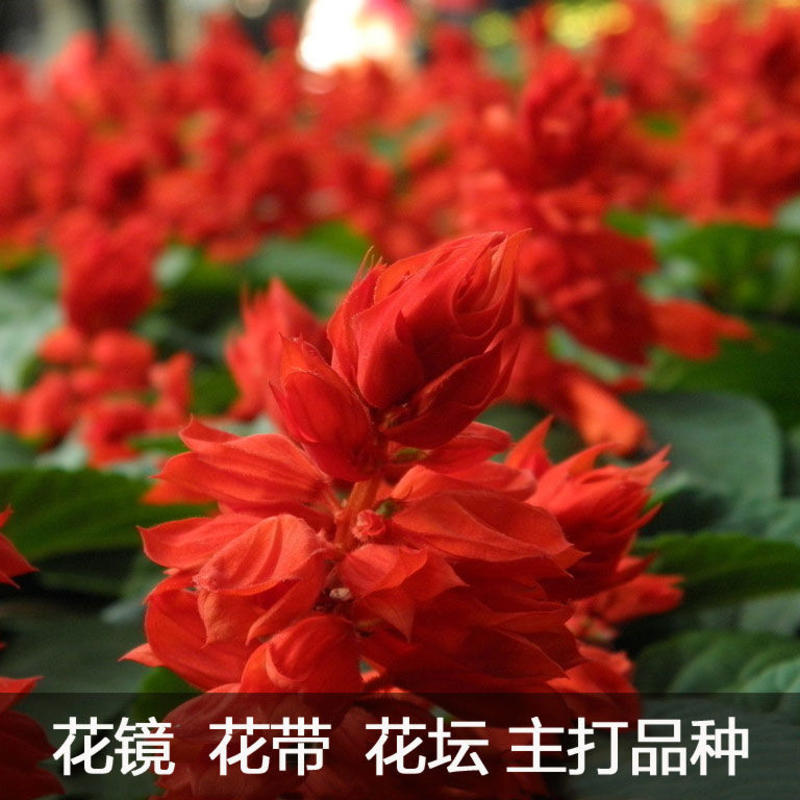 一串红花籽串串红种子高串红矮串红种籽春秋四季阳台盆栽花卉