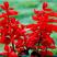 一串红花籽串串红种子高串红矮串红种籽春秋四季阳台盆栽花卉