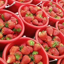法兰地草莓，产地直销，批发零售，价格公平，特别甜，