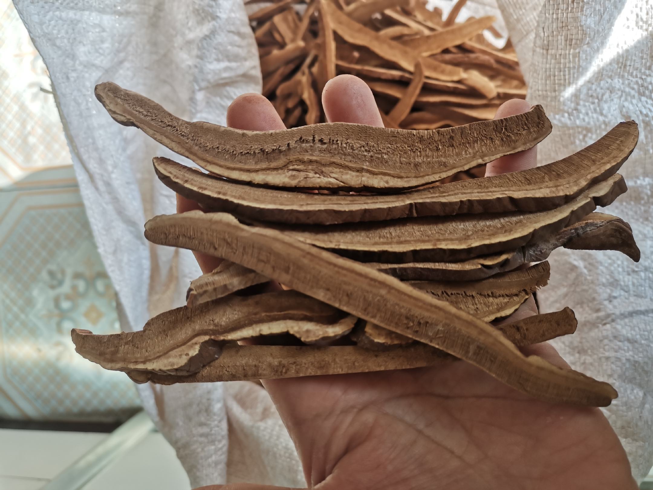 竹灵芝切片展示