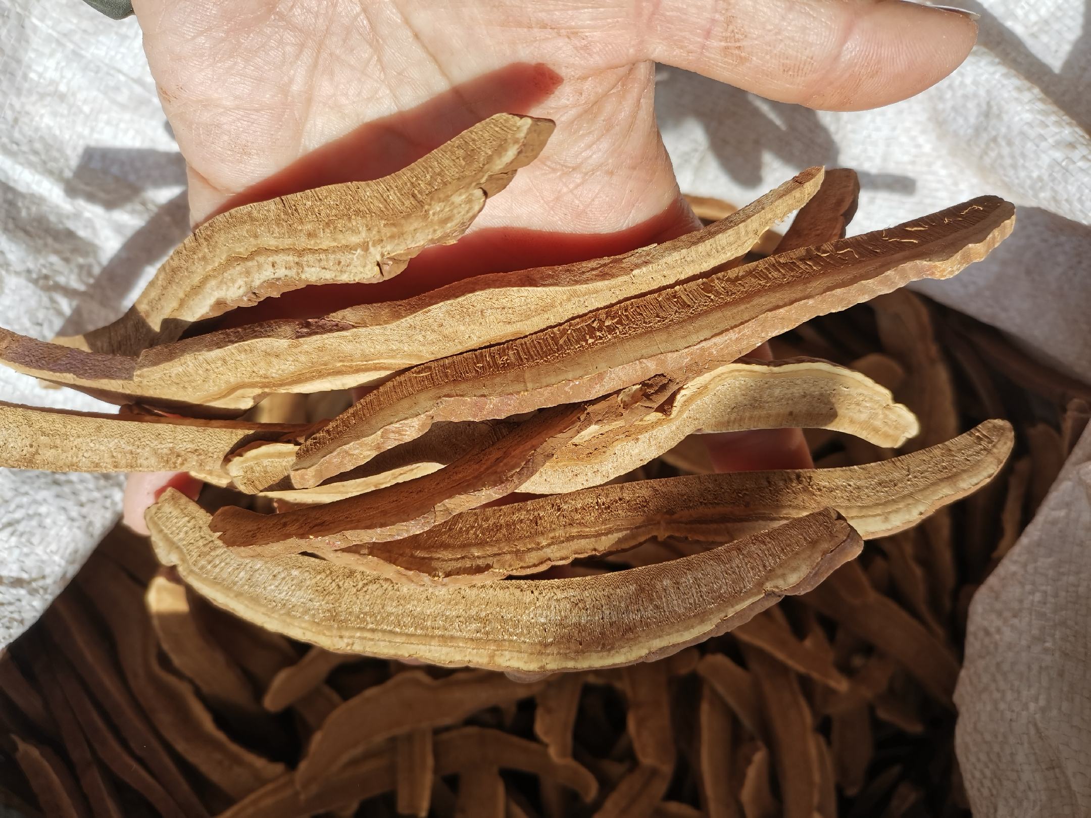 灵芝切片发霉变质示例