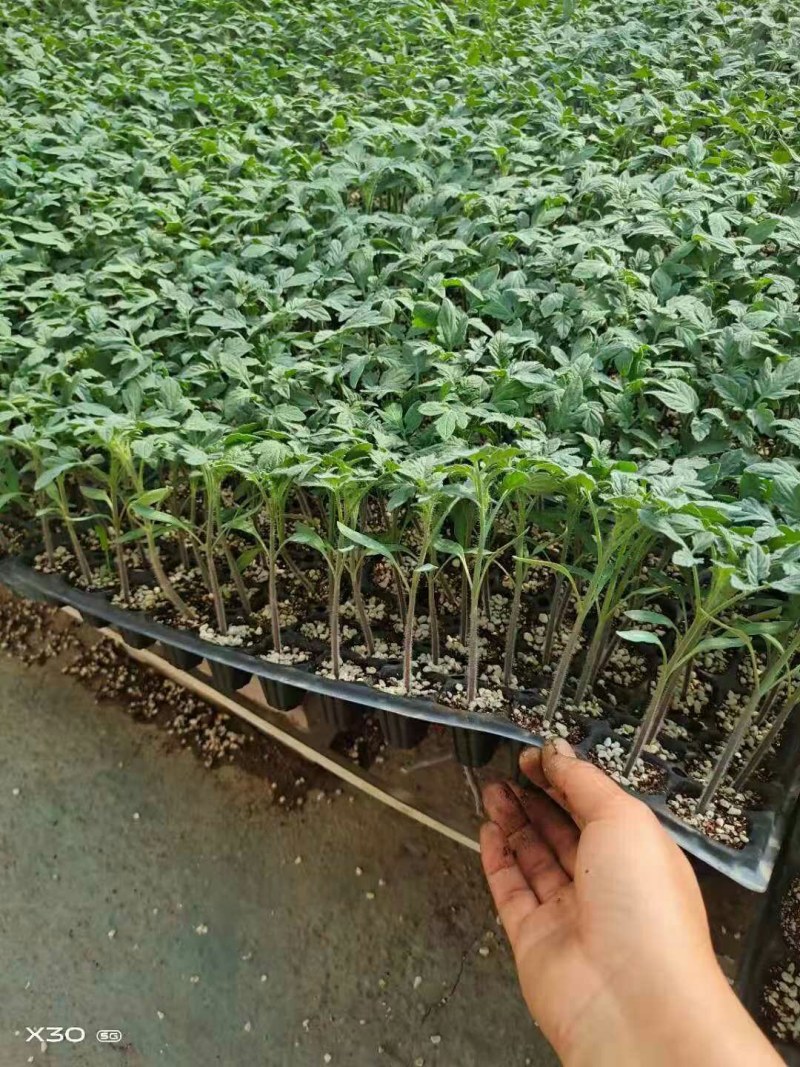黄皮花生果小番茄苗黄色樱桃西红柿苗超甜小粉圣女果苗