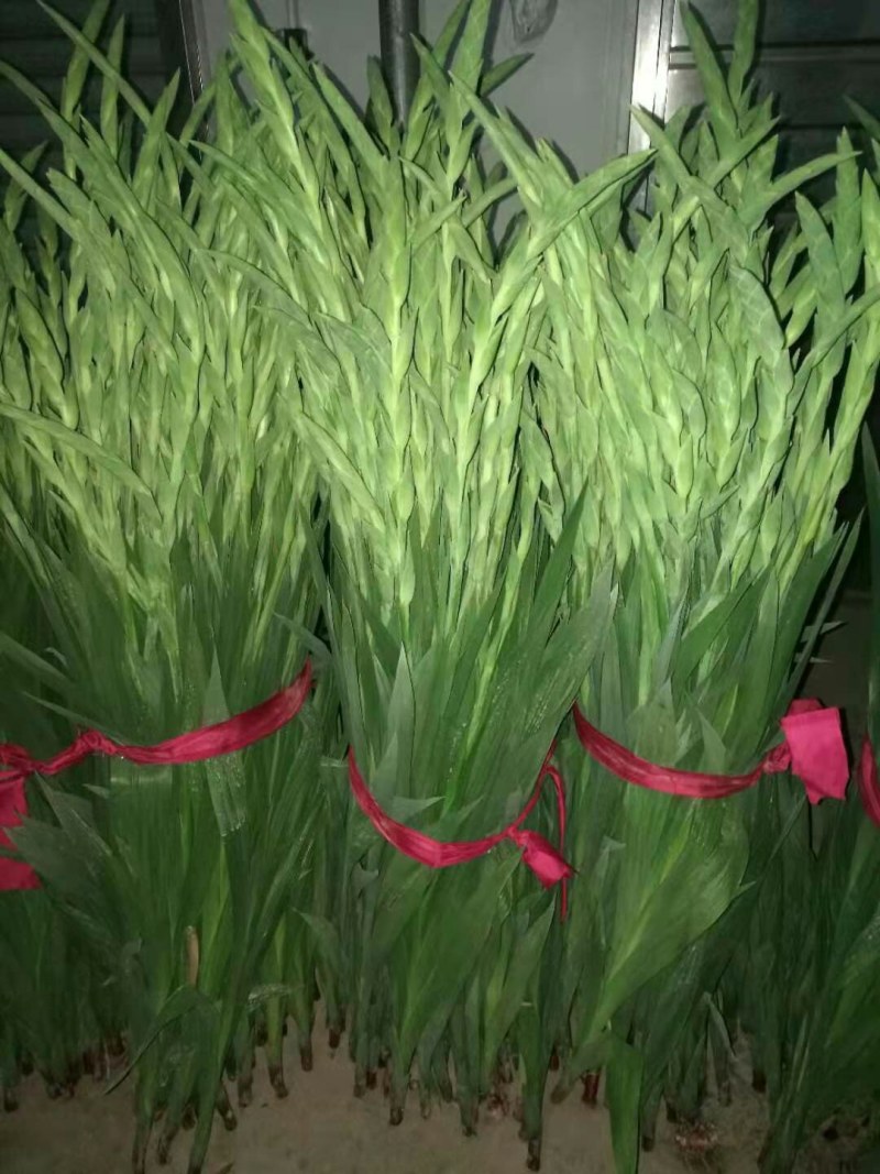 农户种植年花步步高剑兰鲜花花市居家装饰婚礼鲜花产地直供