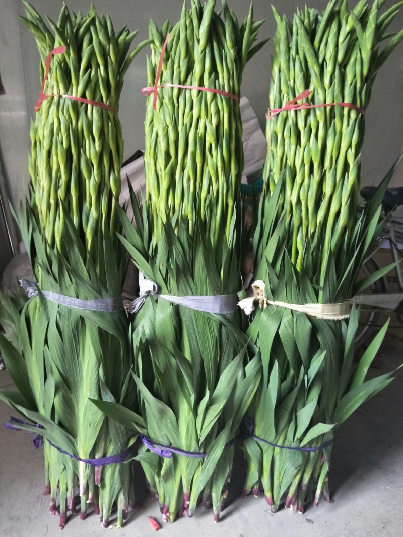农户种植年花步步高剑兰鲜花花市居家装饰婚礼鲜花产地直供