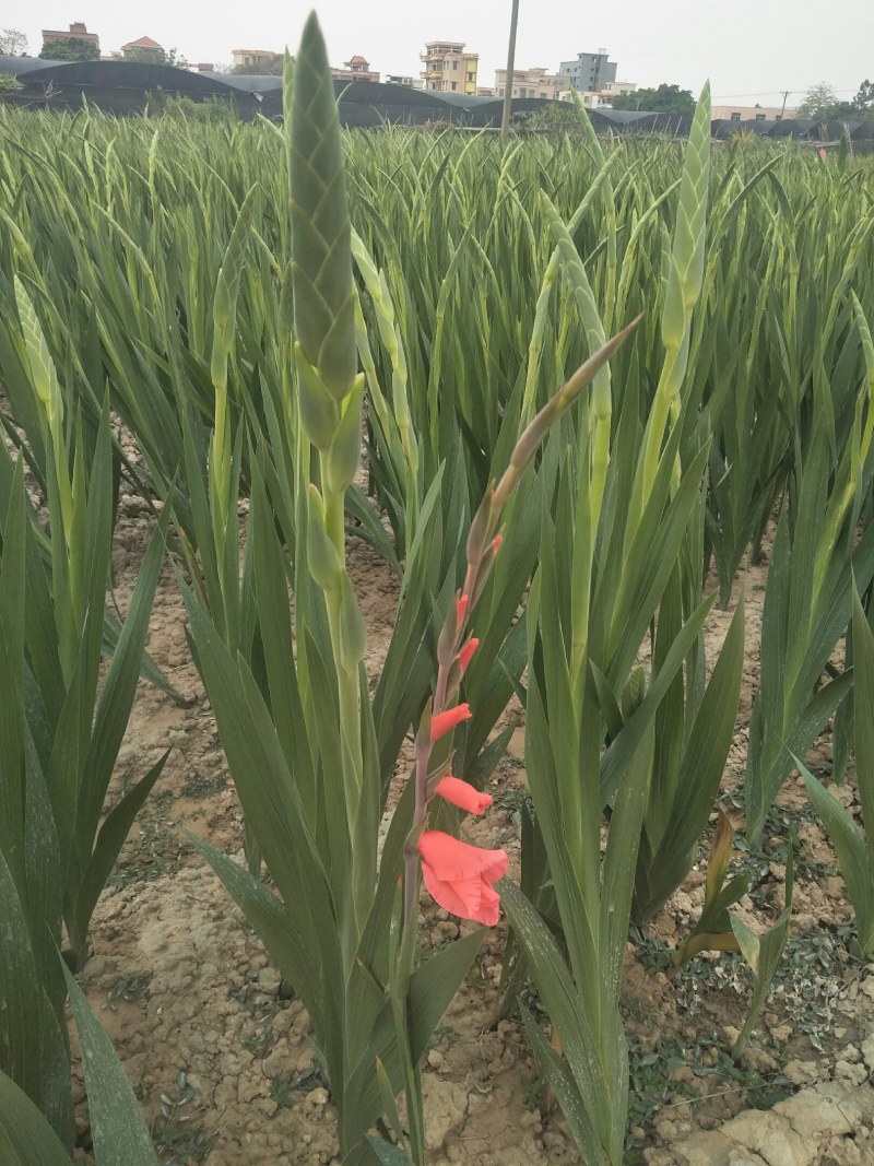 农户种植年花步步高剑兰鲜花花市居家装饰婚礼鲜花产地直供