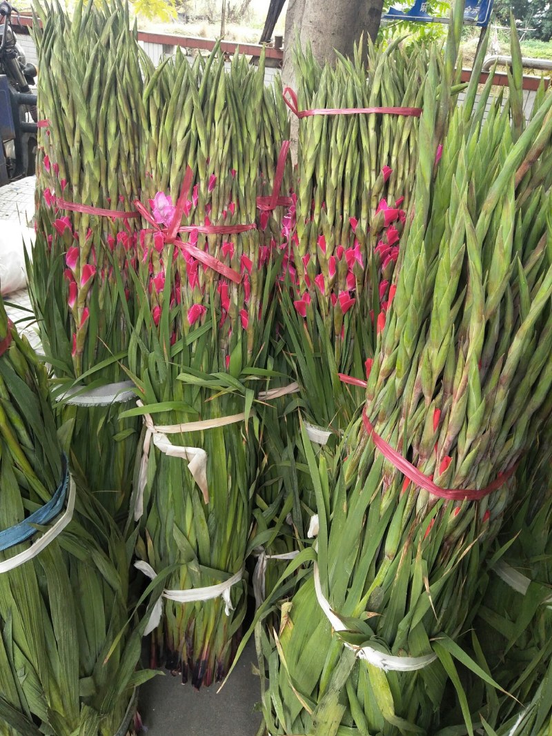 农户种植年花步步高剑兰鲜花花市居家装饰婚礼鲜花产地直供