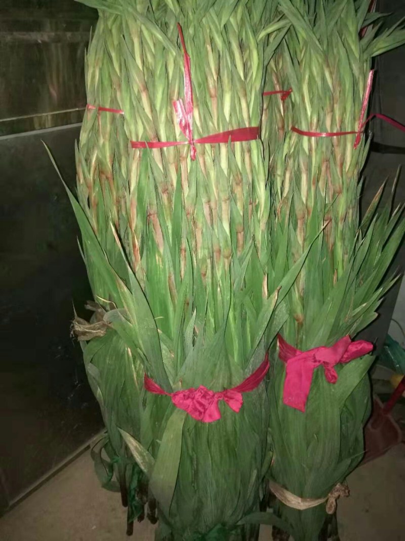 农户种植年花步步高剑兰鲜花花市居家装饰婚礼鲜花产地直供