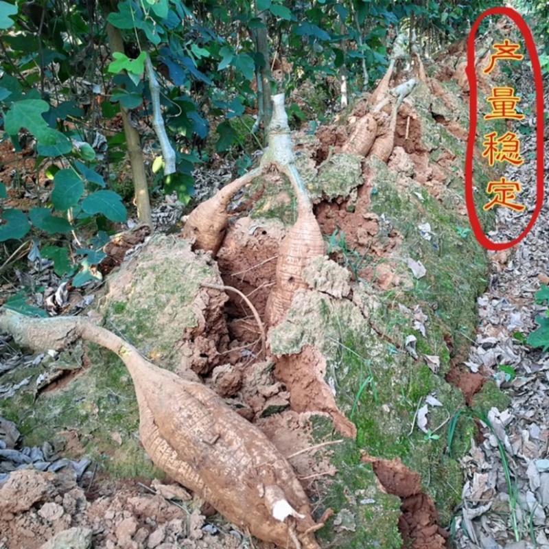 藤县葛根苗正宗无渣粉葛粉糯无渣炖汤佳品葛根种苗春种冬收