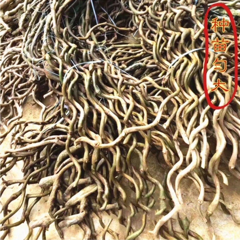 藤县葛根苗正宗无渣粉葛粉糯无渣炖汤佳品葛根种苗春种冬收